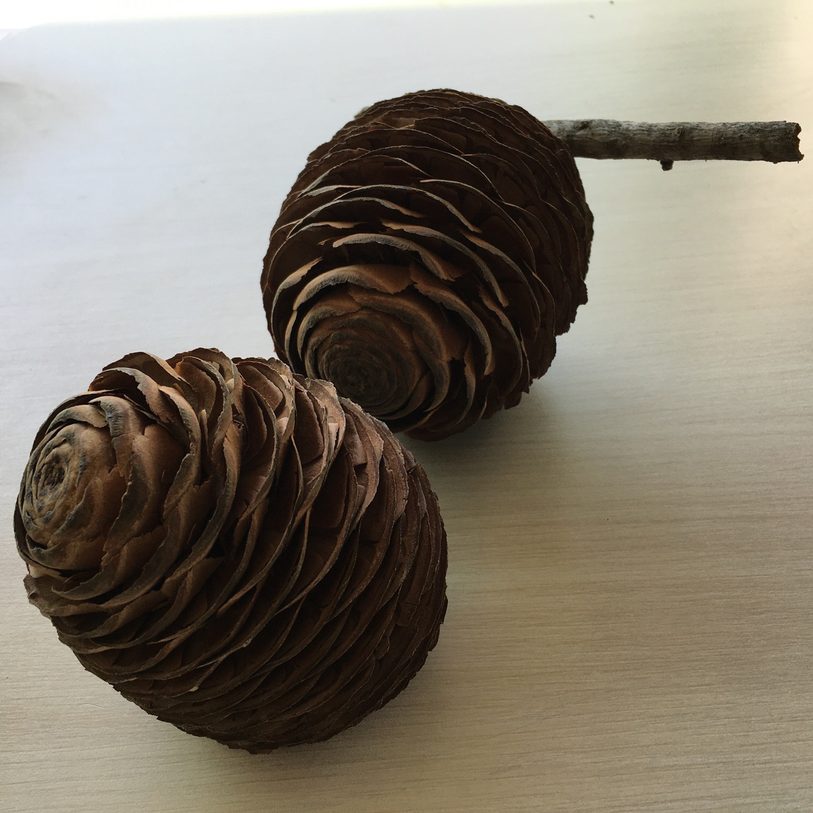 1 Pcs Cedar Cone Of Lebanon | Cedrus Libani Cedar Cone
