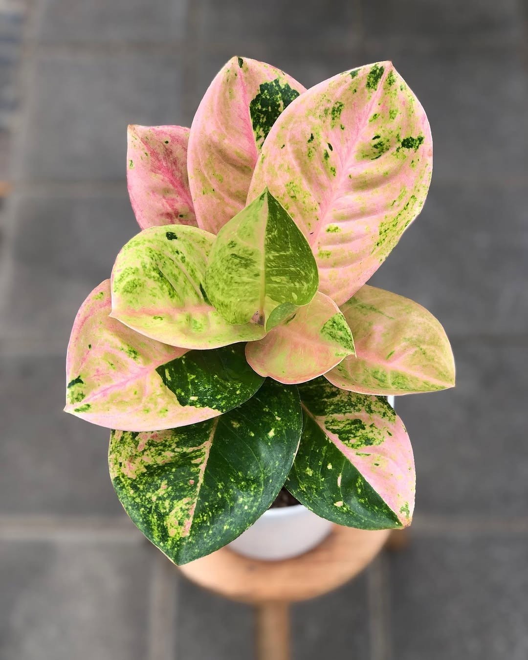 Aglaonema emerald unique plant tropical house