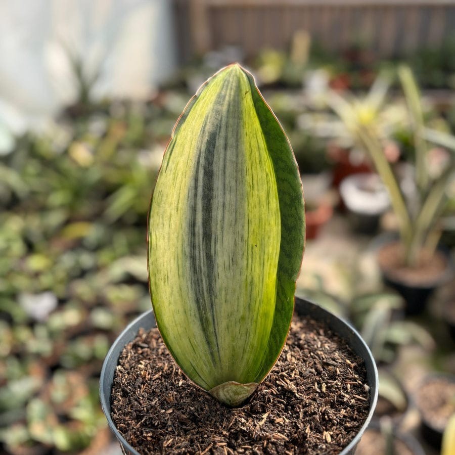 Sansevieria Bruda White Variegated (Elliptica x masoniana)Rare Uniqe Snake Plant