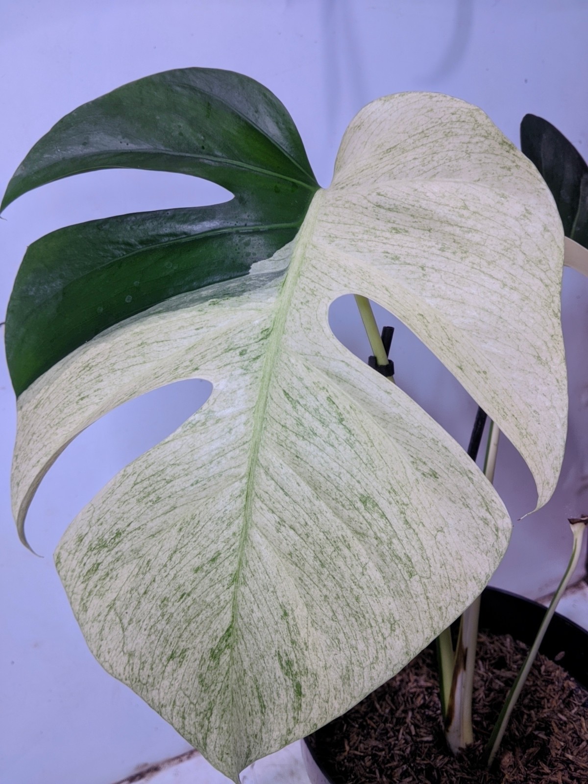 Monstera Jungle Mint Halfmoon Variegated Real Picture