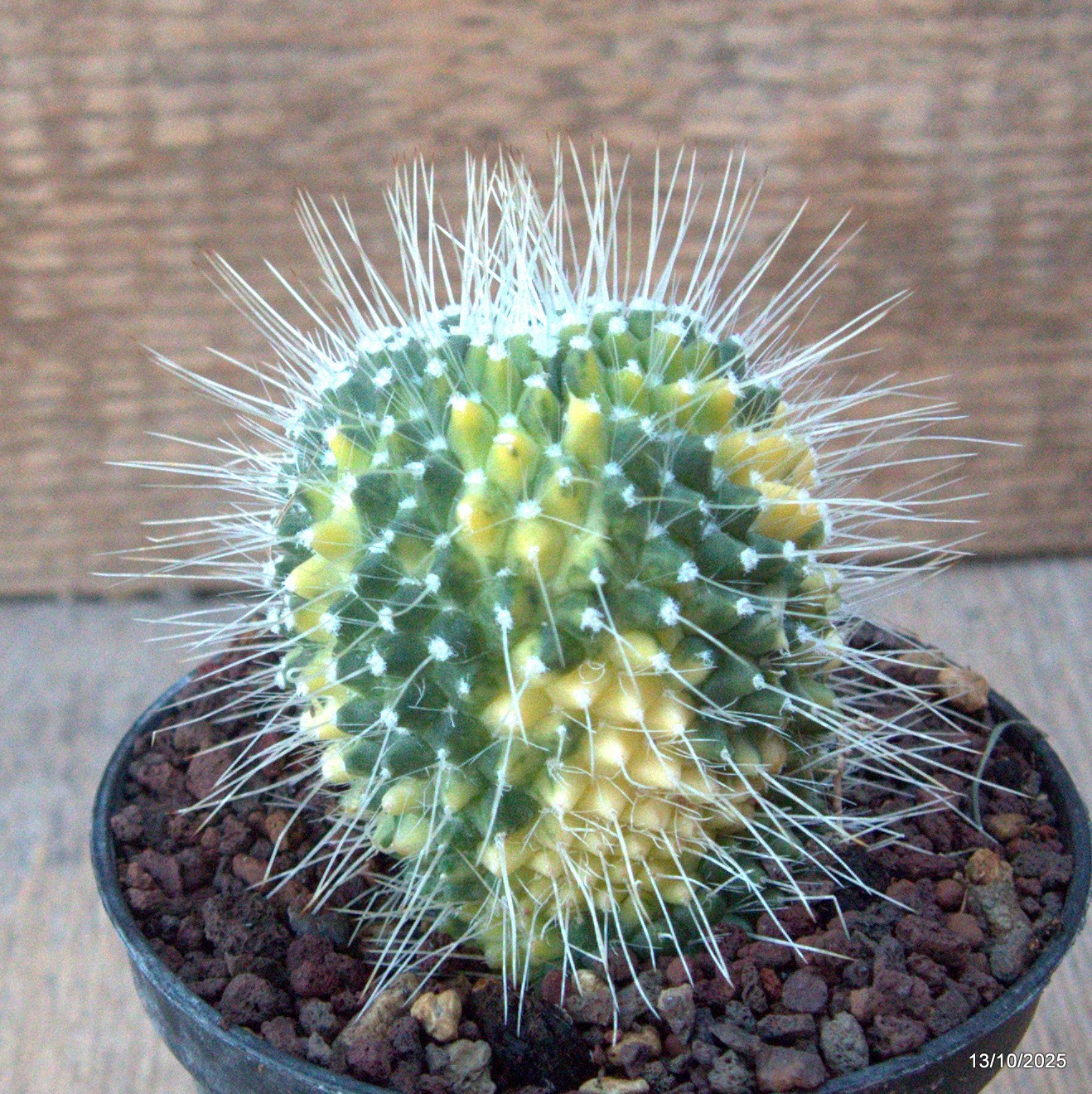 D6956 MAMMILLARIA SPINOSISSIMA UNPICO VARIEGATED pot10-H8-W6 cm MaMa Cactus