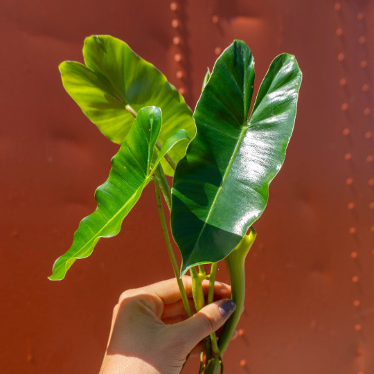 Burle Marx Philodendron Cutting | Air Roots w/ Multiple Nodes | Indoor & Outdoor