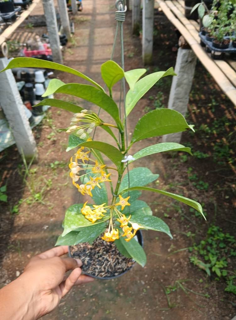 Real Pict Hoya Occultata Rare Plant