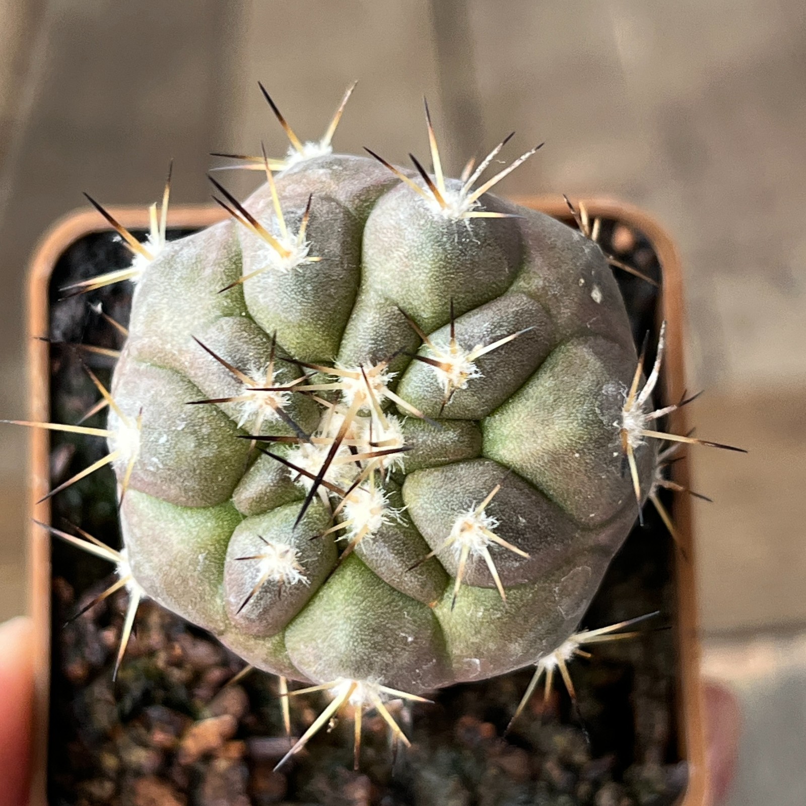 A23-389 Copiapoa cinerea, HR1024, El Griton, Chile, grafted