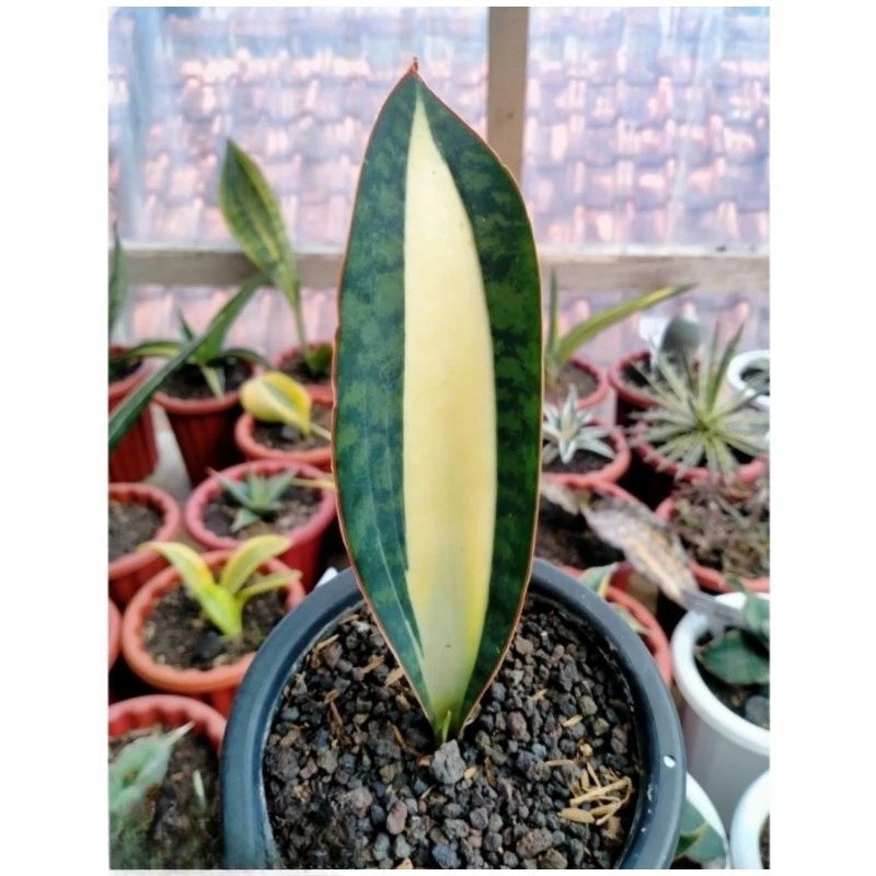 Sansevieria Masoniana Mediopicta Variegated Rare Unique Exotic Snake Plant PL014