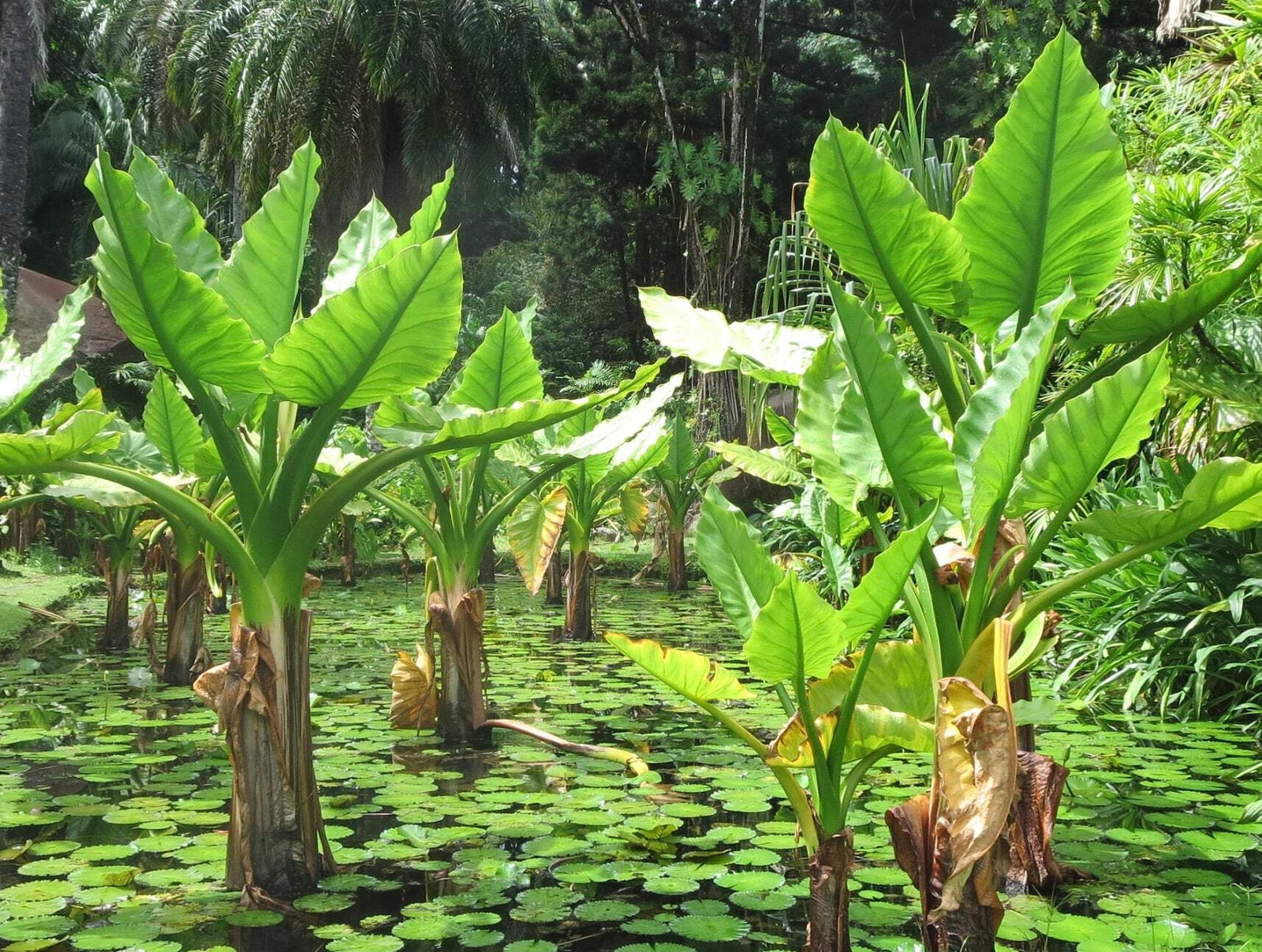 Alocasia macrorrhiza 30-80cm –