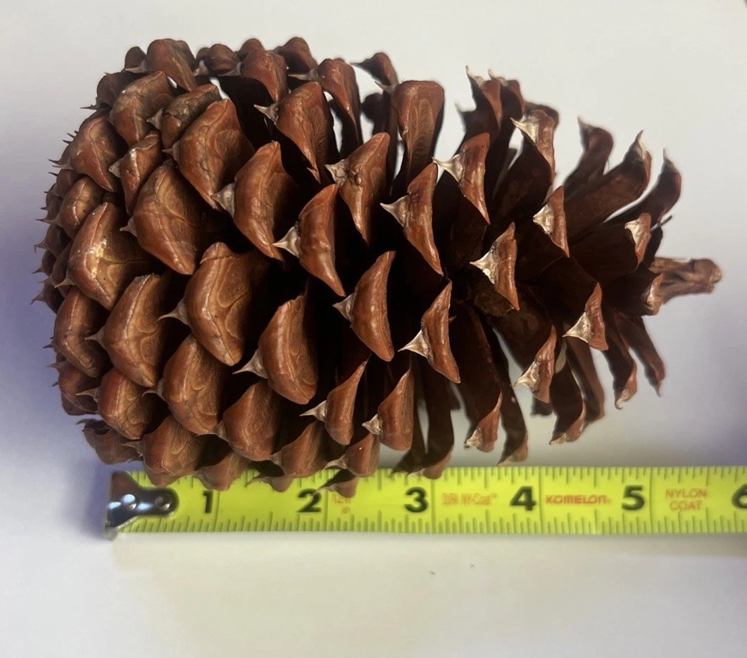 Reddish Brown Pinecone 5.5” x 3.5” Likely Jeffrey Pine Cone Forest Rustic Decor