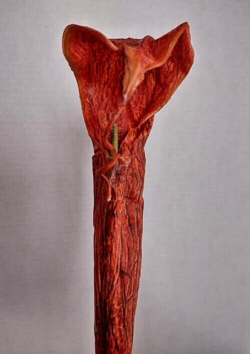 Artificial Cobra Lily Pitcher plant stem carnivorous plants HC282OR