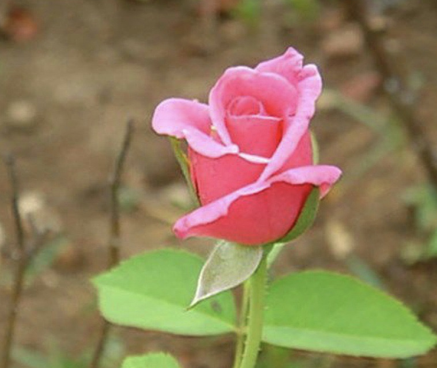 (10) CLASSIC ROSE SEEDS perennial flower garden plant bush tea USA SELLER TRACK