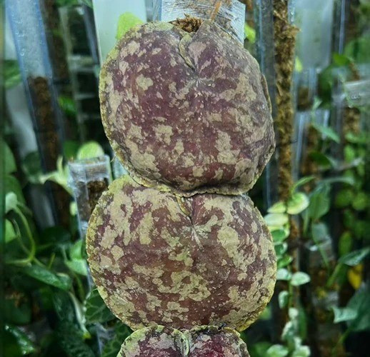 Hoya Imbricata Red Rare Plant