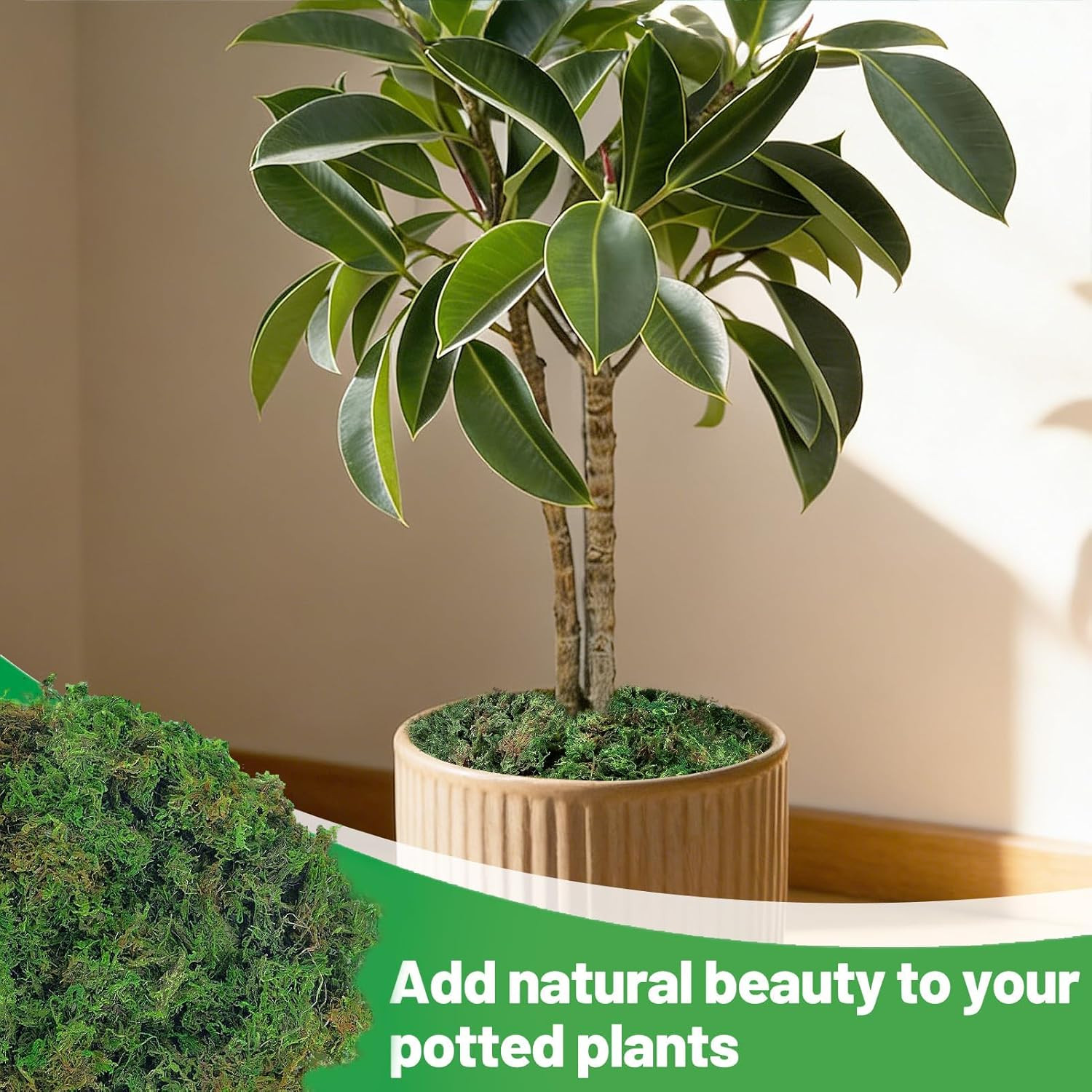 17Oz Large Pack Natural Green Moss for Plants Indoor – Dried Forest Real Moss fo