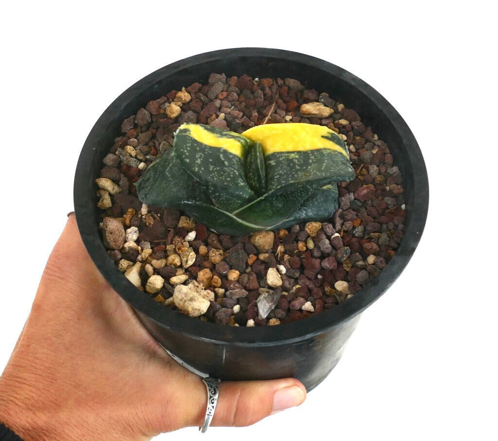 Gasteria armstrongii cv RIO GRANDE –