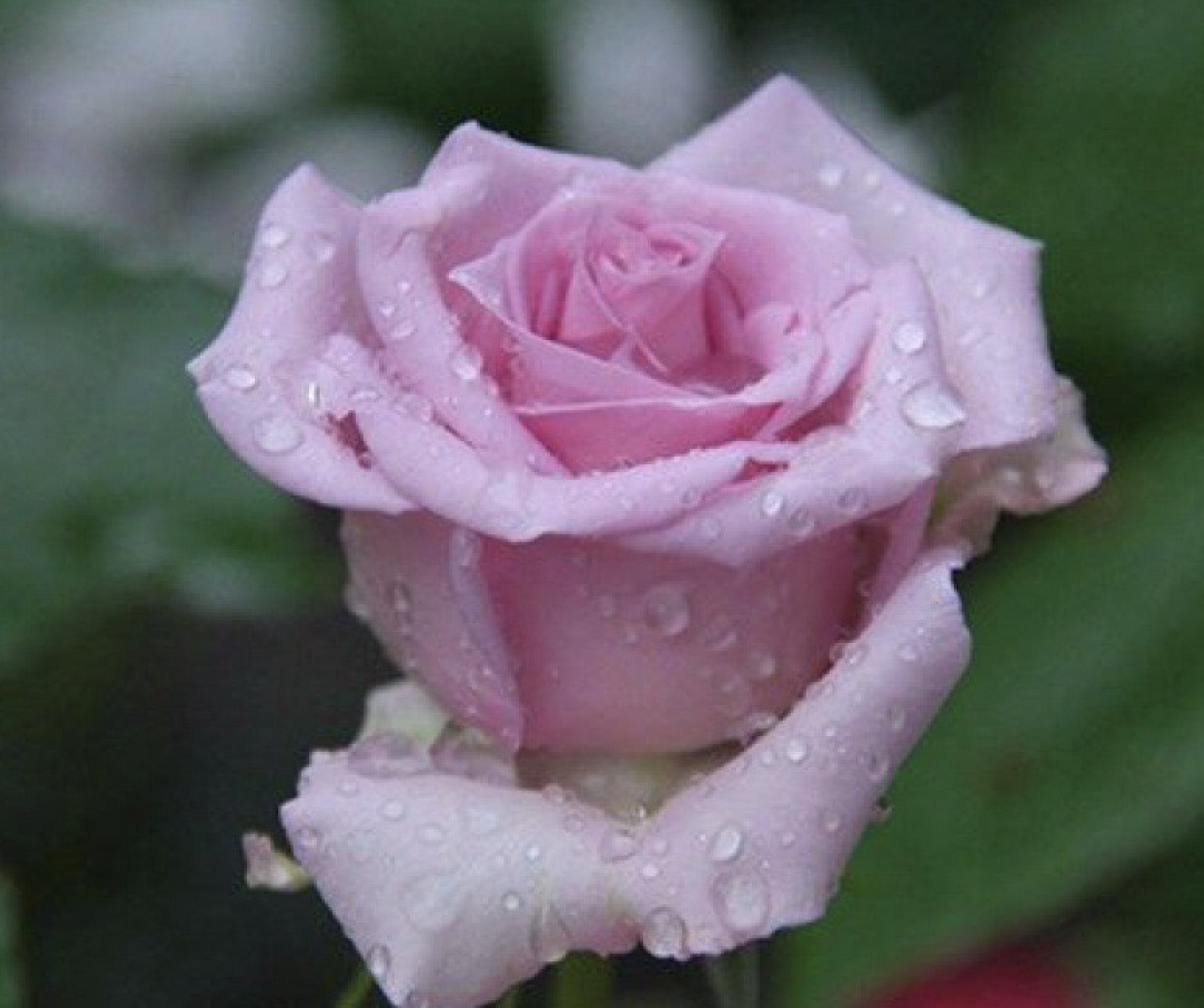 (10) CLASSIC ROSE SEEDS perennial flower garden plant bush tea USA SELLER TRACK