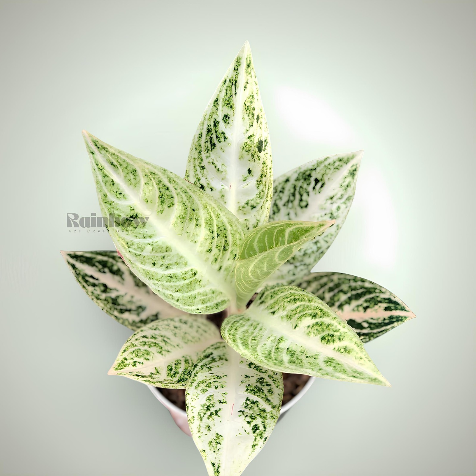 Aglaonema White Legacy Beatiful Ornamental Plant