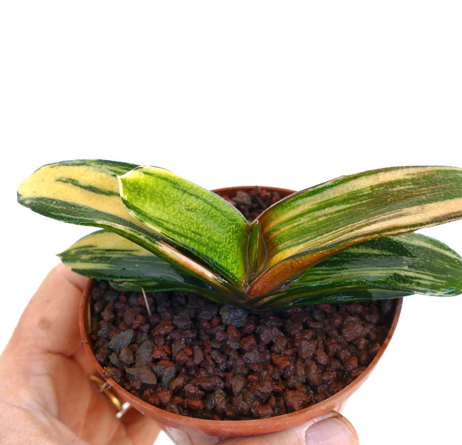Gasteria pillansii x batesiana YELLOW VARIEGATED – Ox Tongue | Lawyer’s Tongue