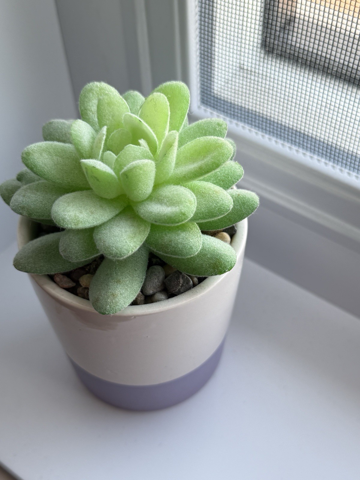 Fake Artificial Succulent Plant in a purple white pot with fake rocks Home Decor
