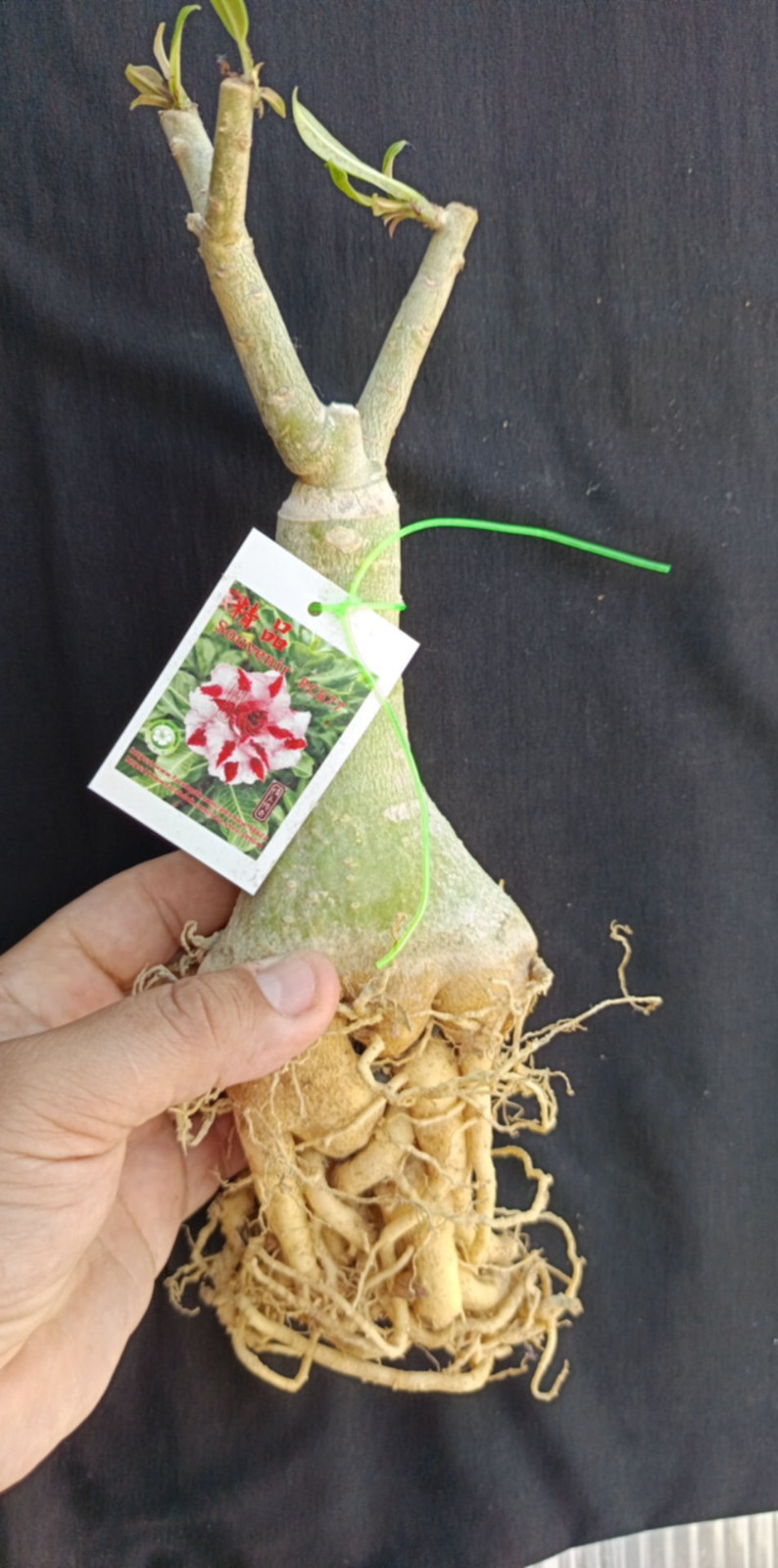 adenium plant