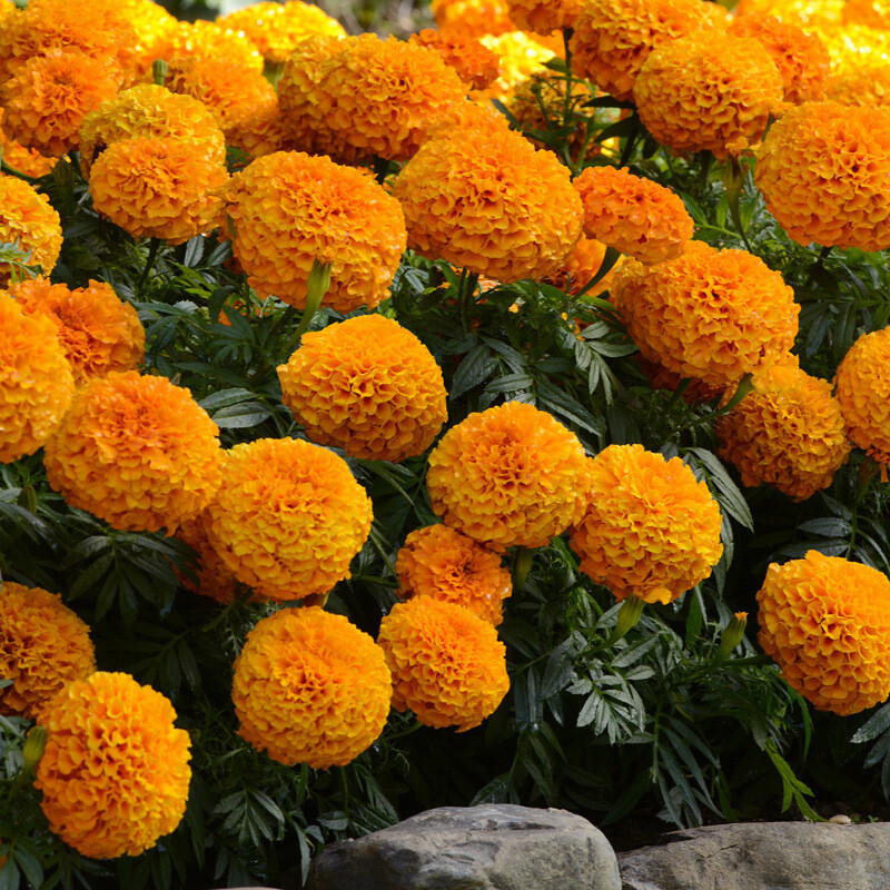 MARIGOLD – SIERRA MIX – Tagetes Erecta – 100 SEEDS – DROUGHT TOLERANT