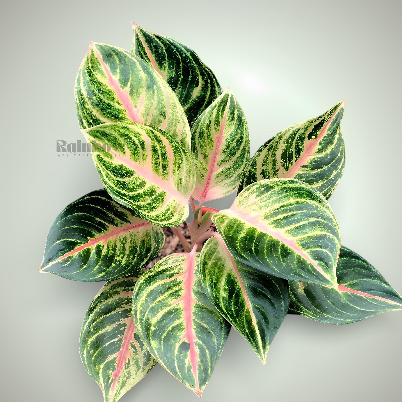 Aglaonema Panama Beatiful Ornamental Plant