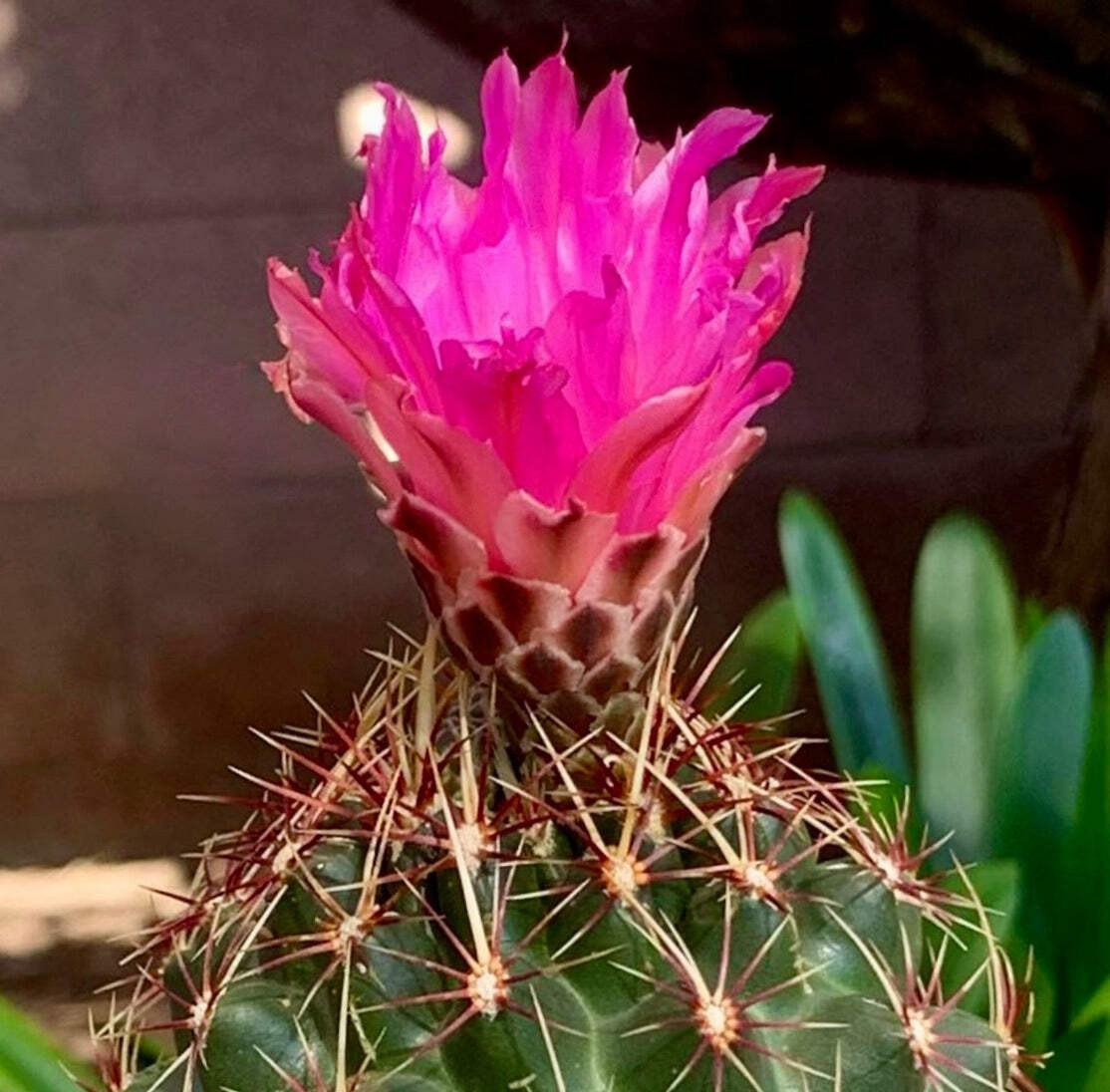 Thelocactus bueckii 10 SEEDS – Rare Cactus SEEDS