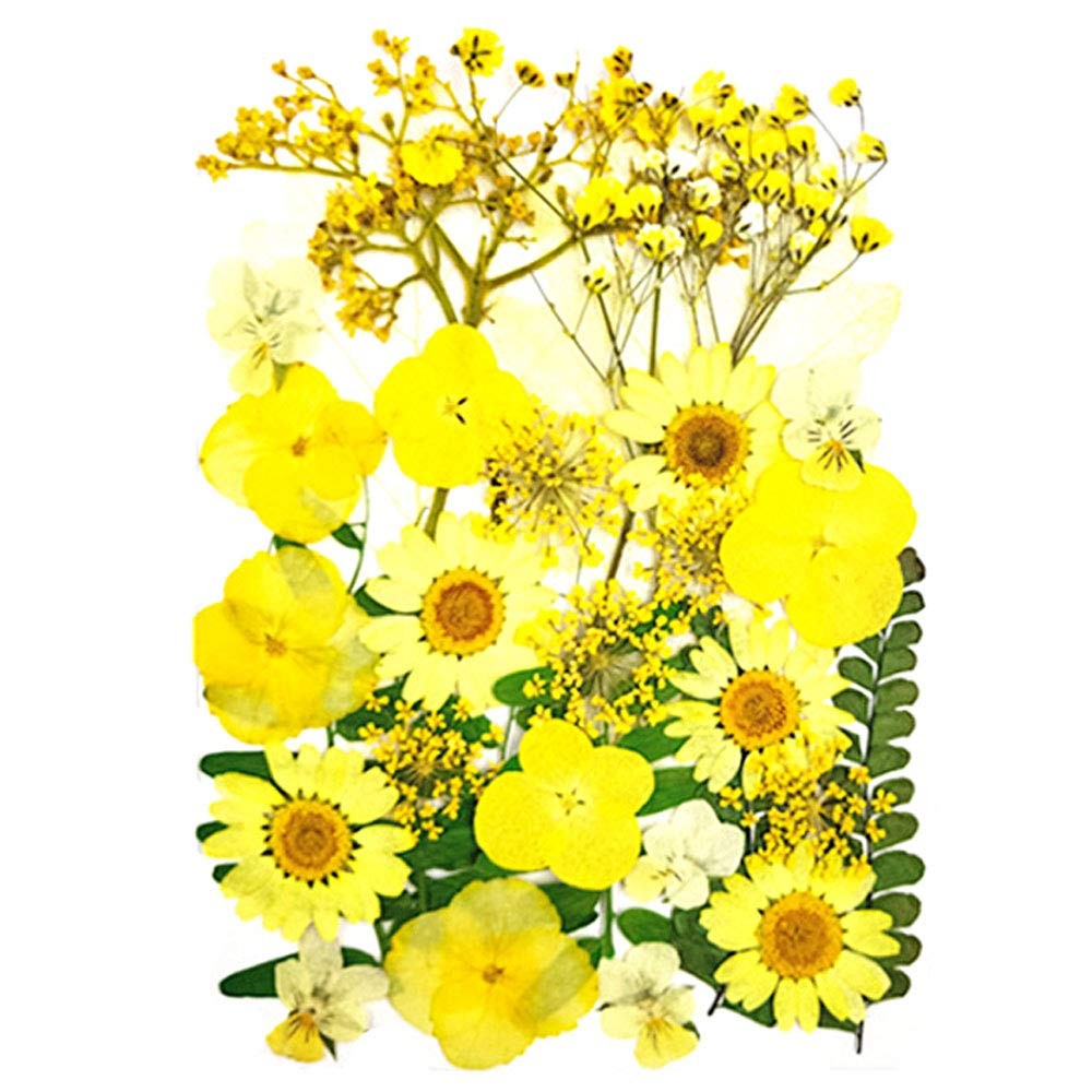 Assorted Yellow Nature Real Dried Pressed Colorful Daisies Flowers Art Resin