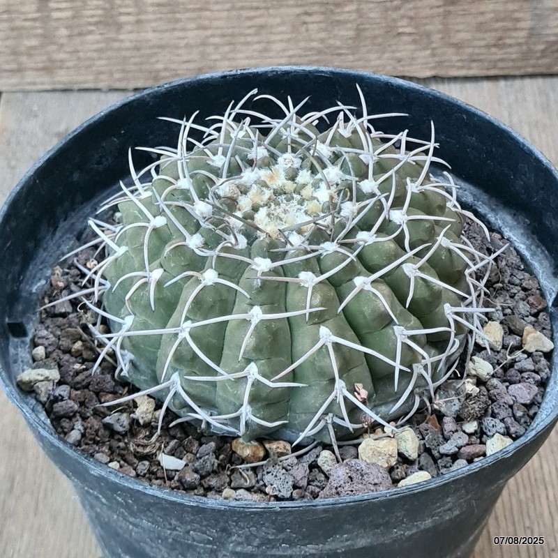 D5738 GYMNOCALYCIUM STELLATUM pot14-H5,5-W9 cm MaMa Cactus