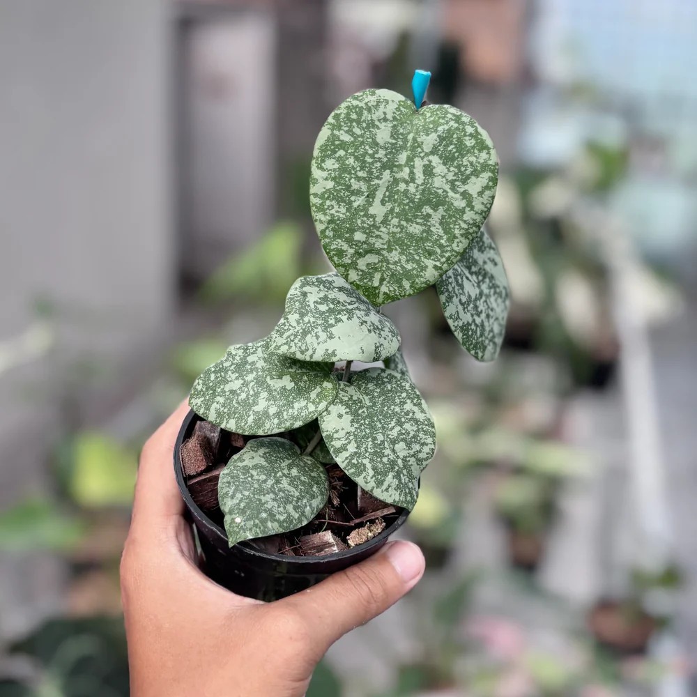 Real Pict Hoya Hoya Cinnamomifolia x Imbricata Variegated Rare Plant