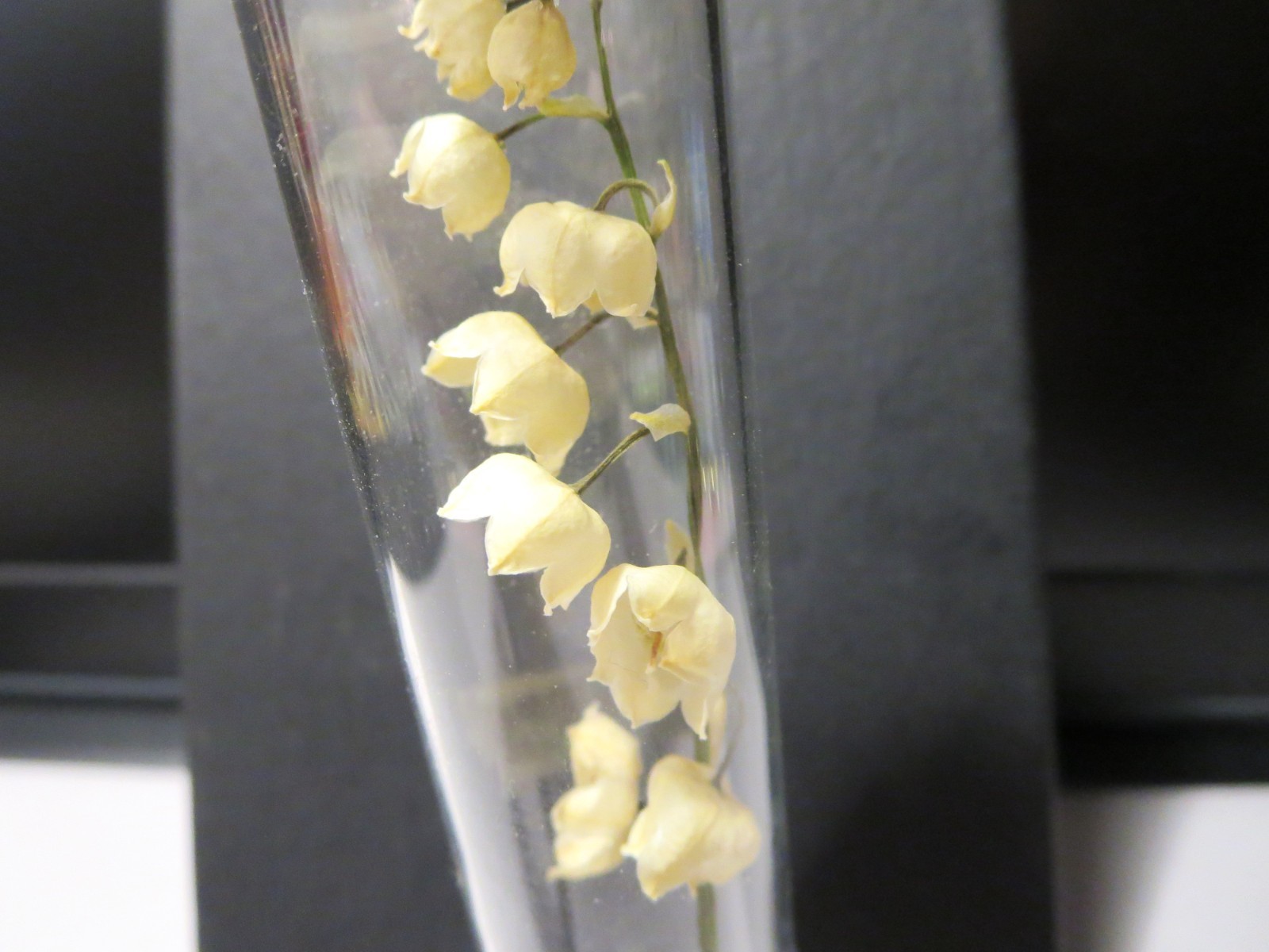 Dried flowers Lily of the valley vial botany Floral Bloom Display ,wunderkammer