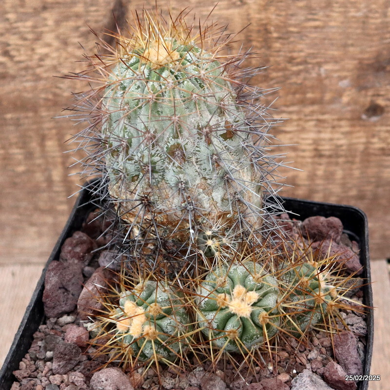 D3791 COPIAPOA HASELTONIANA pot14-H14-W11 cm MaMa cactus
