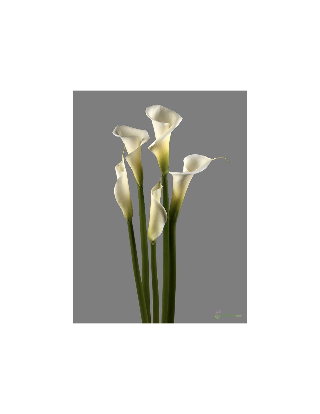 Calla Lily White Premium — Wholesale Fresh Premium Callas (40 Stems)