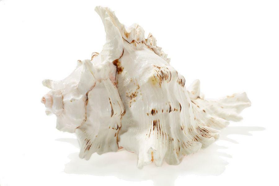 Murex Sea Shell Vase Fillers Set 2 White Coastal Decor Large 7″L Pair New🦩.