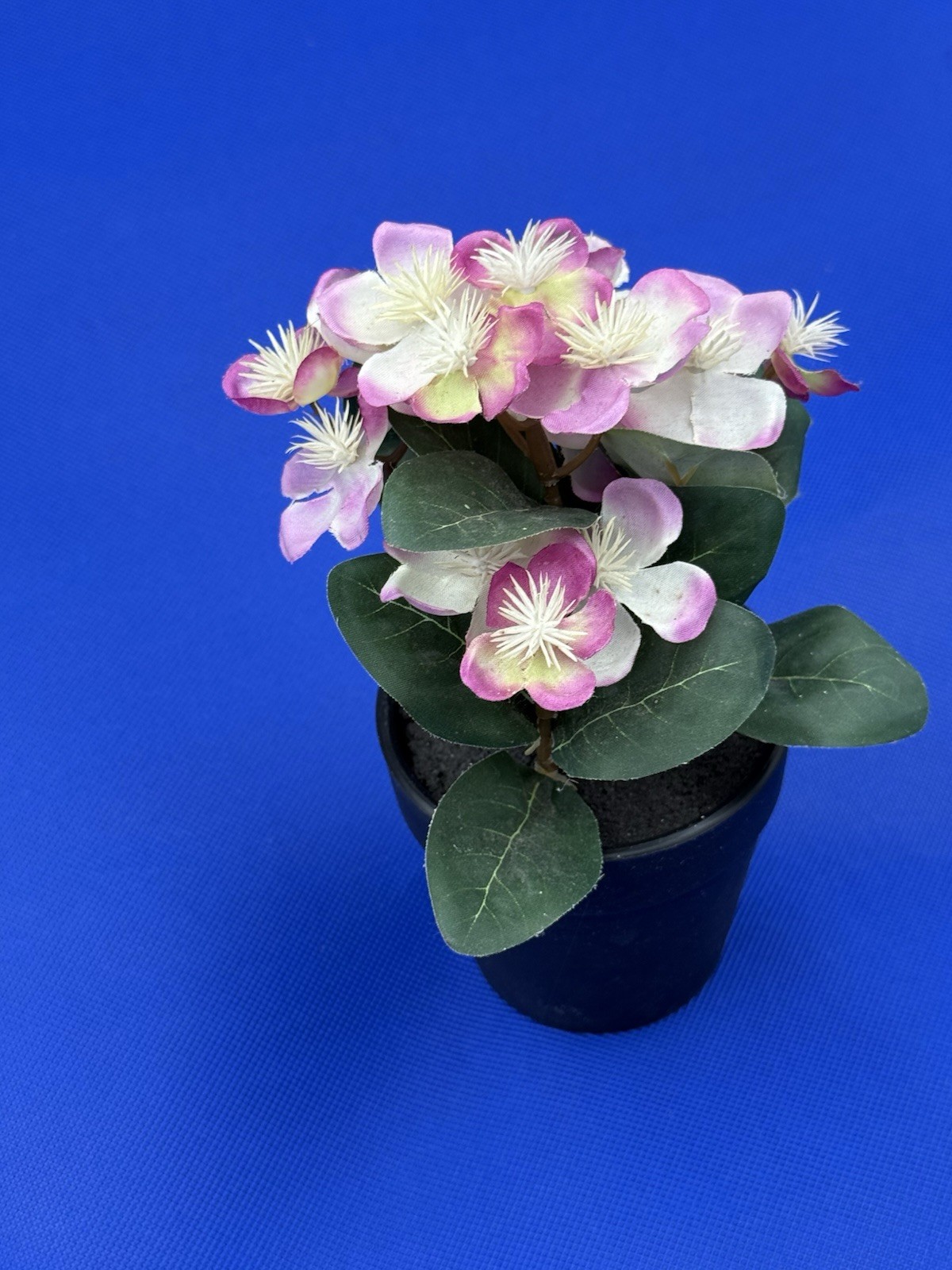 Potted Flower Lavendar preowned nice looking window table or bed flower.
