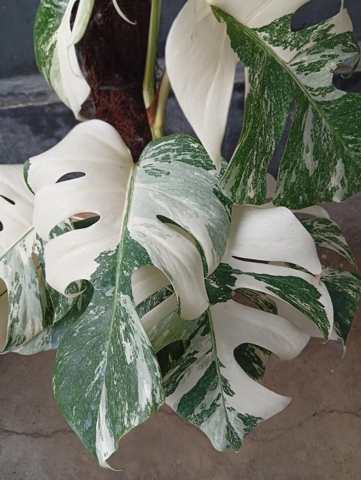 Real Picture Monstera White Tiger Variegated Big Size Rare Plant