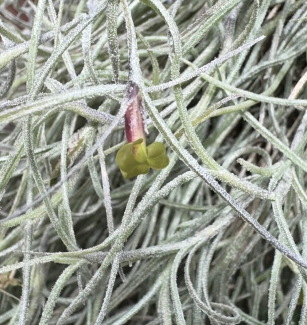 Tillandsia usneoides – Spanish moss | Florida moss