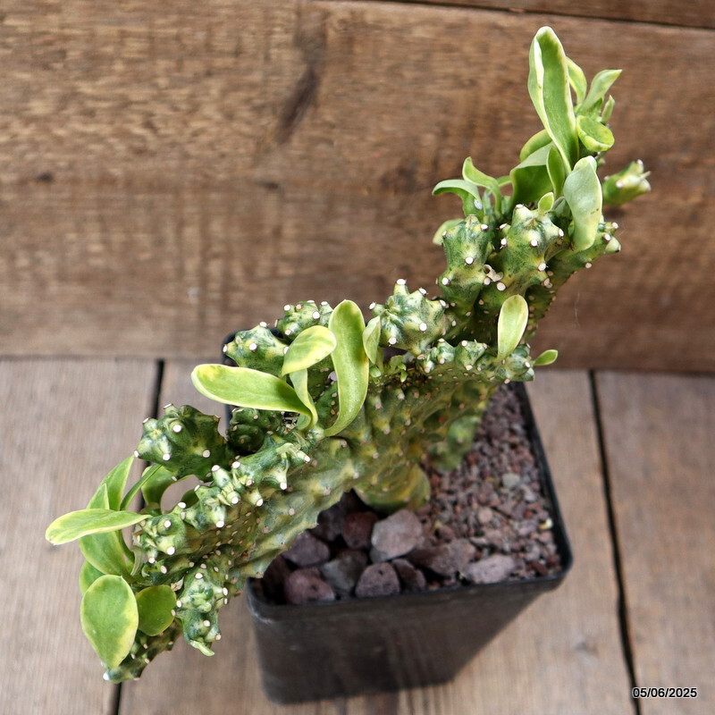D4459 EUPHORBIA NERIFOLIA CRESTED VARIEGATED pot12-H18-W25 cm MaMa Cactus
