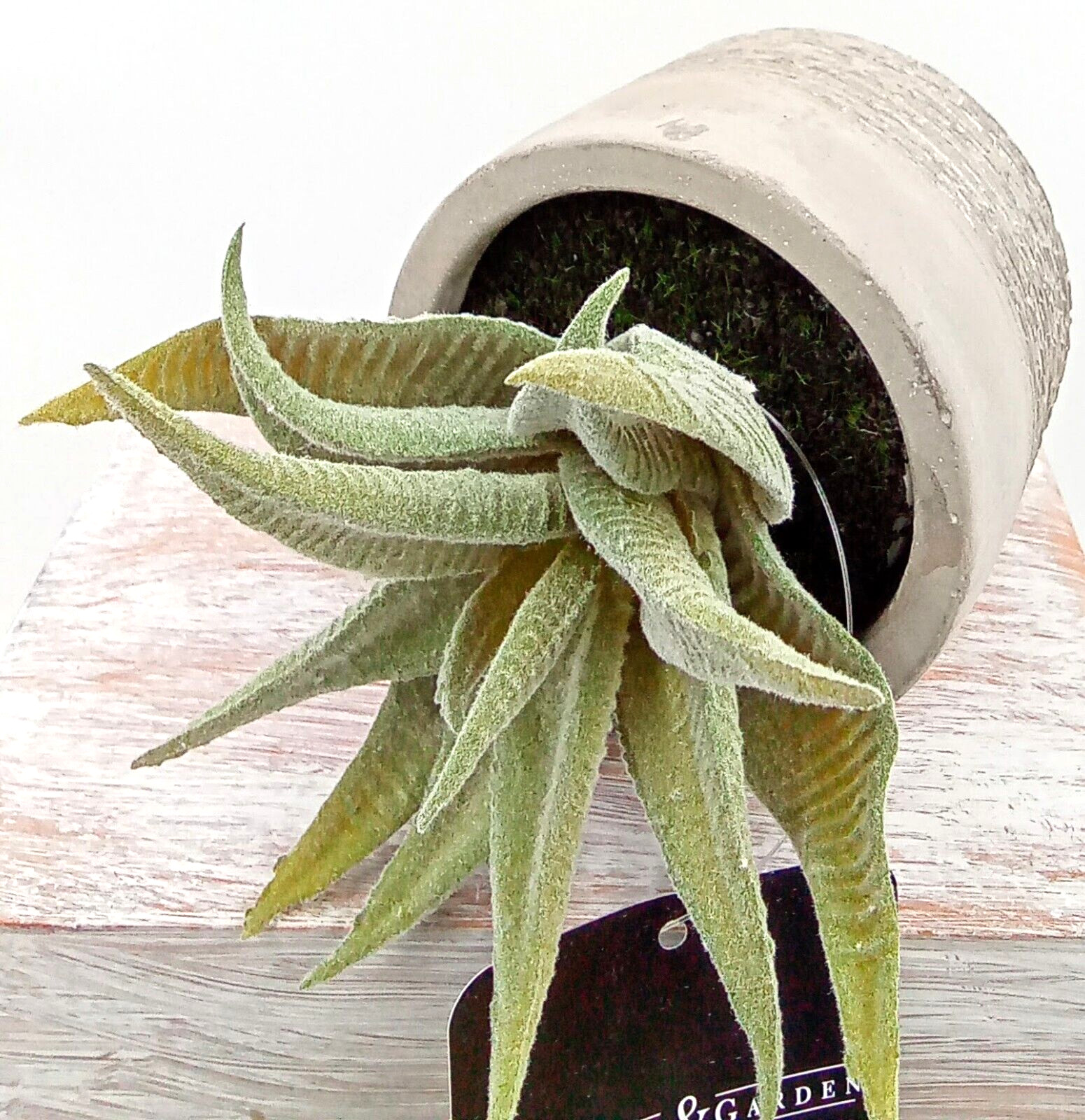 Aloe Succulent Cement Pot Planter Gray Green Artificial Plastic Foam Floral 4.5″