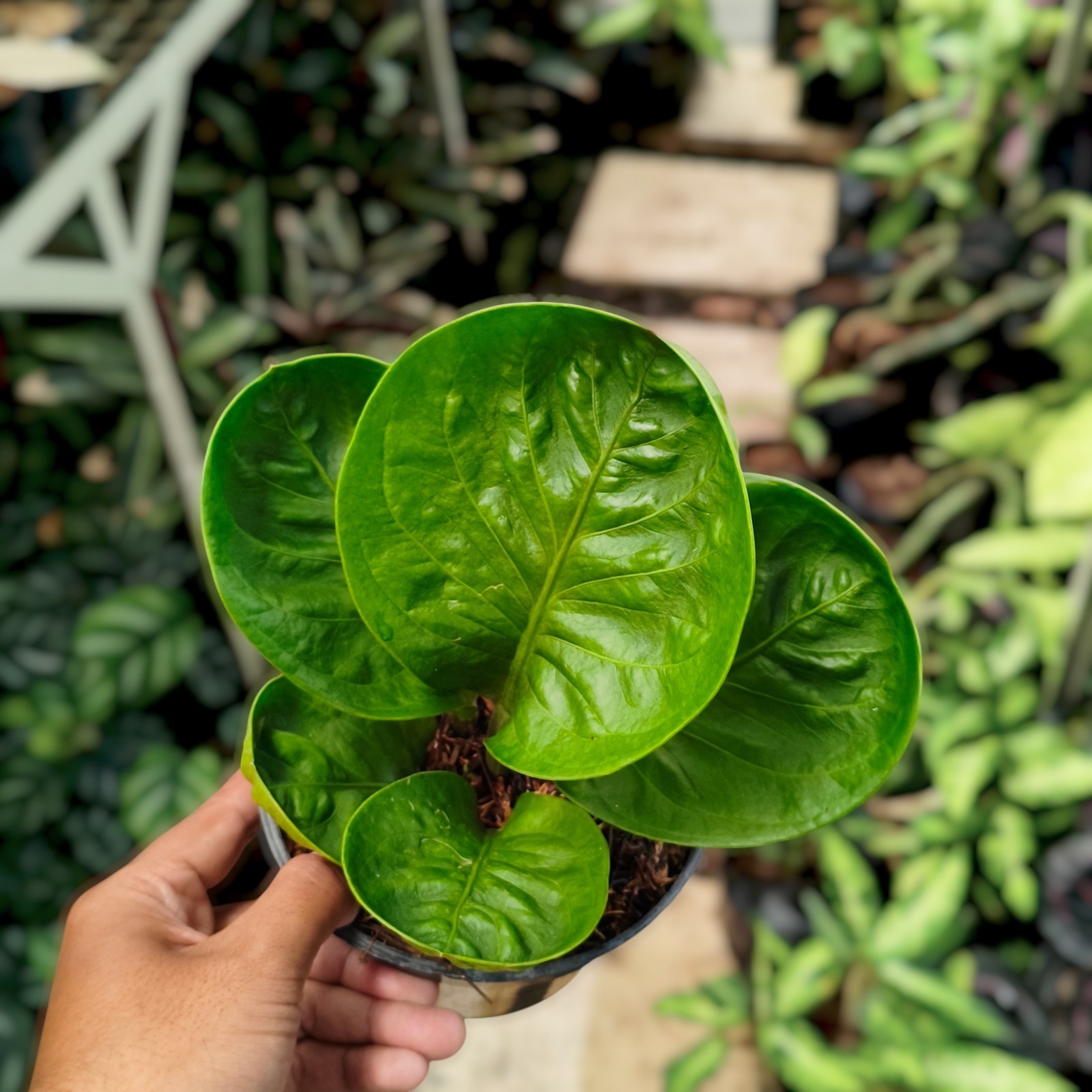 Anthurium Granpa Ornamental Plant