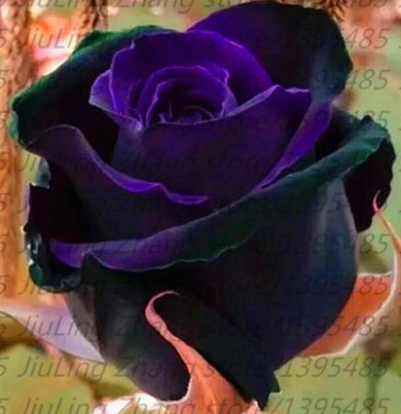 (10) RARE BLACK ROSE SEEDS perennial flower garden bush tea USA SELLER W/TRACK