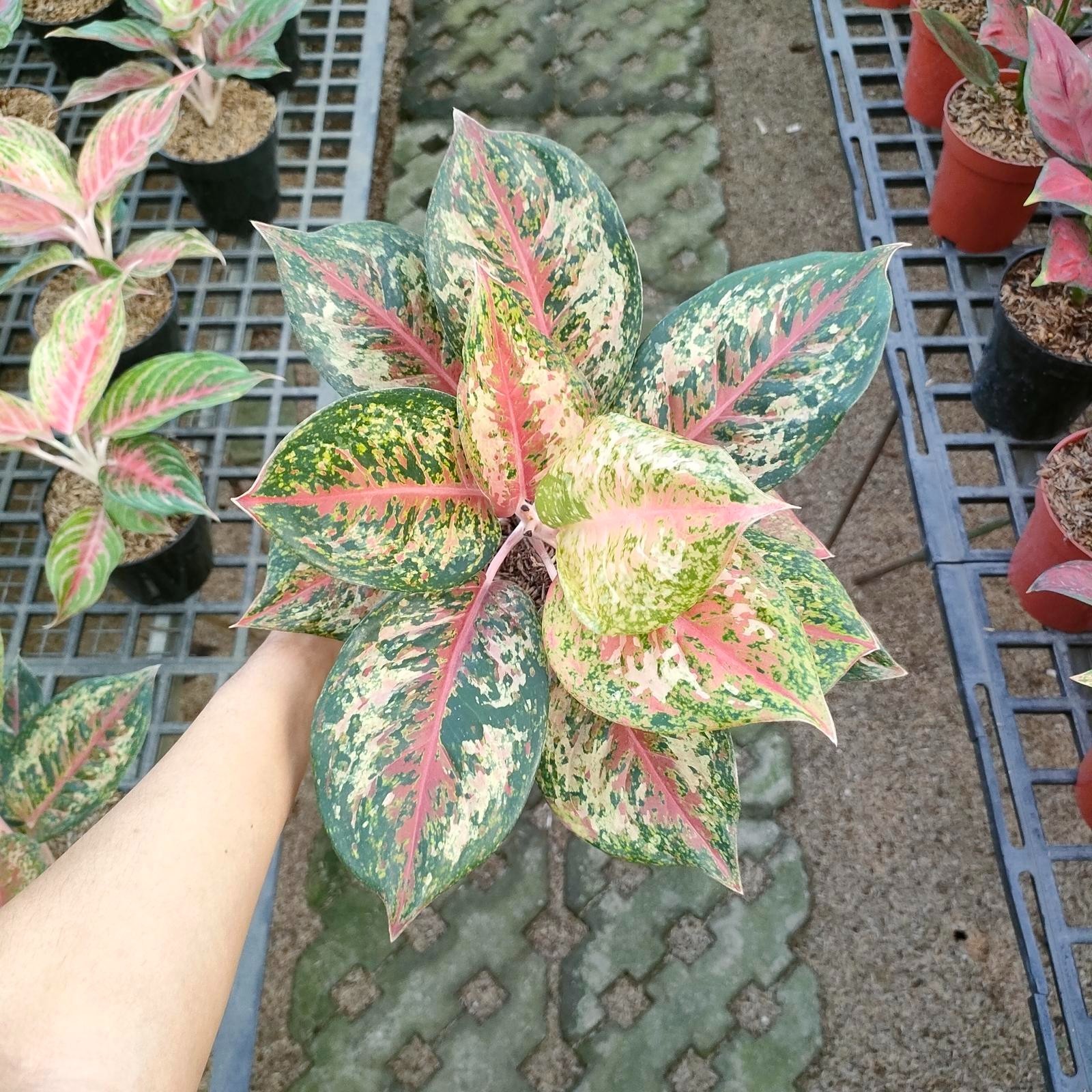 Real Picture Aglaonema Sweet Platinum Beautiful Rare Plant
