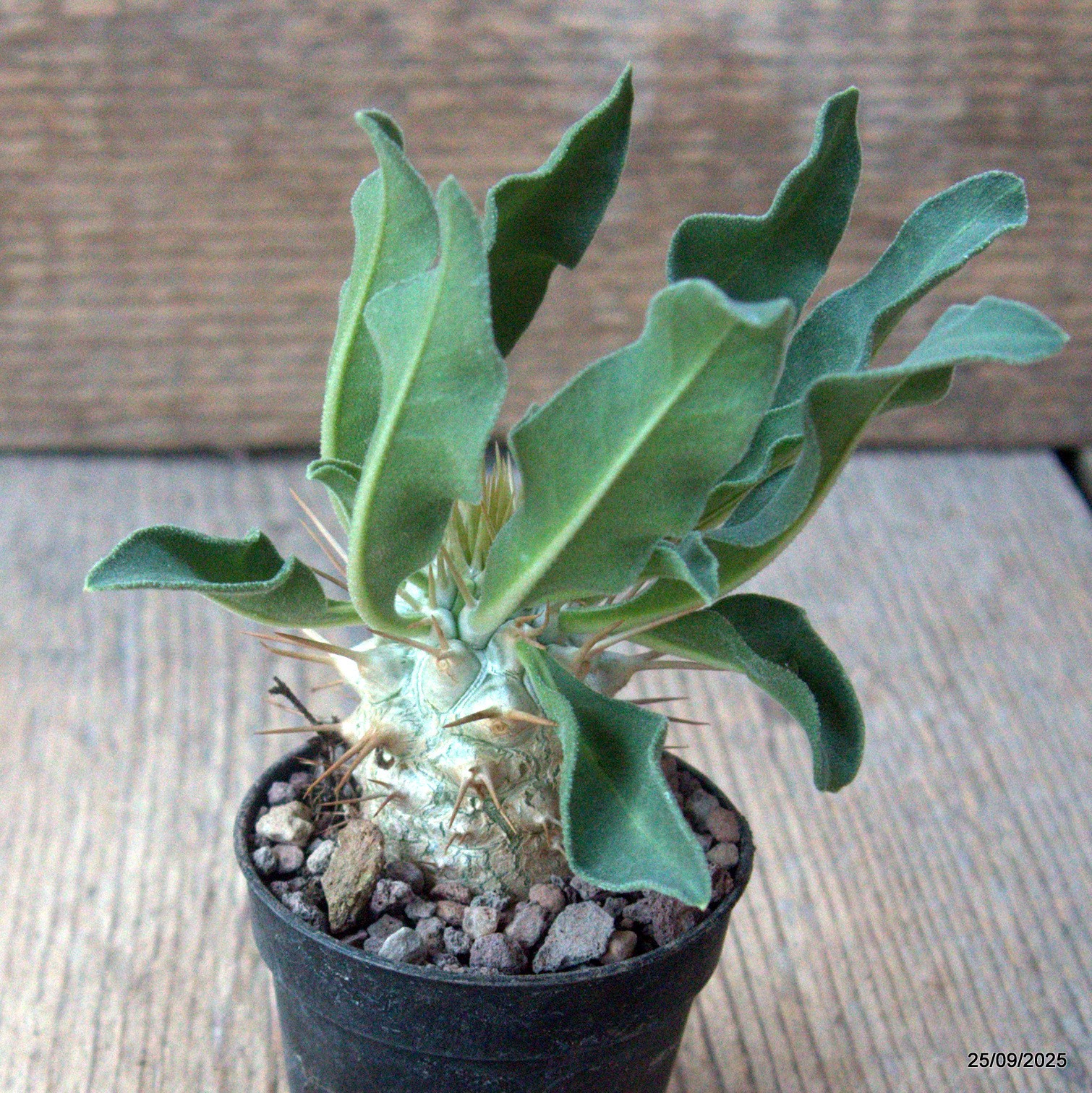 D6649 PACHYPODIUM NAMAQUANUM pot5,5-H4,5-W3,5 cm MaMa Cactus