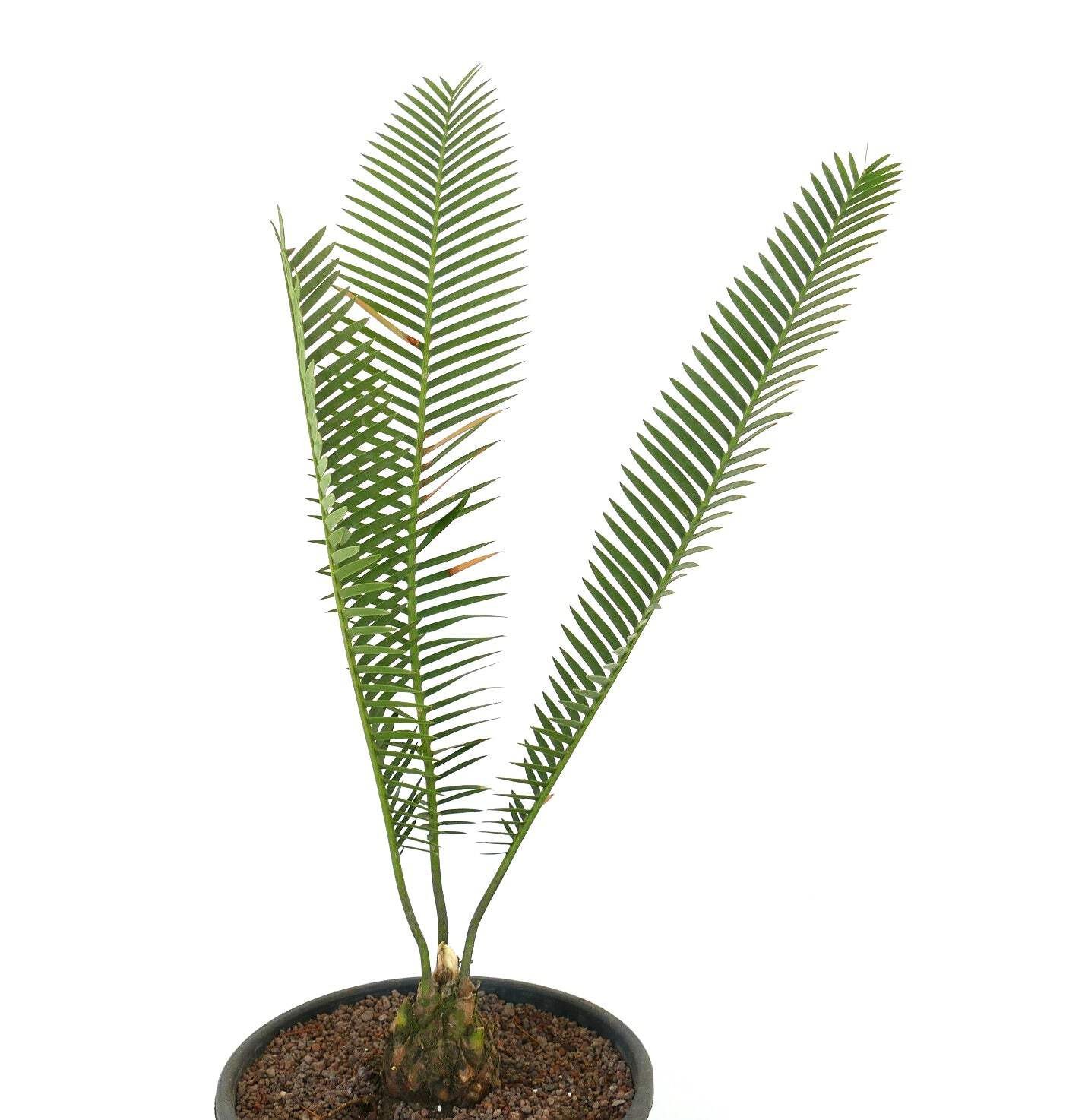 Dioon angustifolium 9x7cm Caudex – Narrow-leaved Dioon | Mexican Cycad
