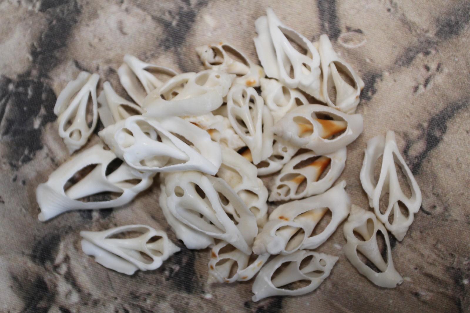 20-URCEUS,White Center Cut Seashells,Beach Wedding Decor,Floral Supply,CS-107