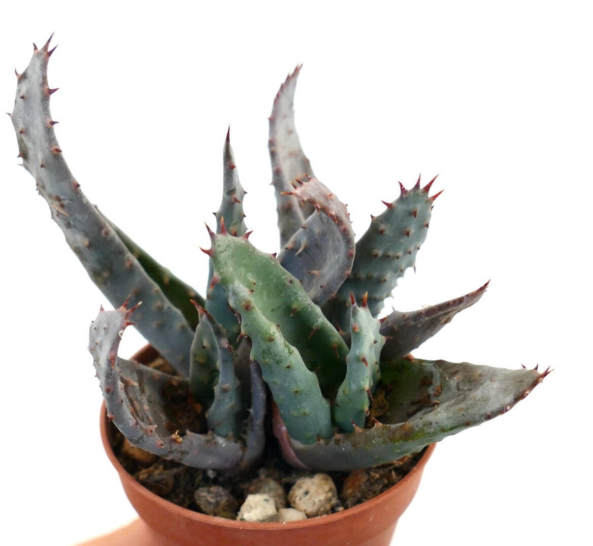 Aloe spectabilis BLUE FORM full pot K3R – Spectacular aloe | Tree aloe