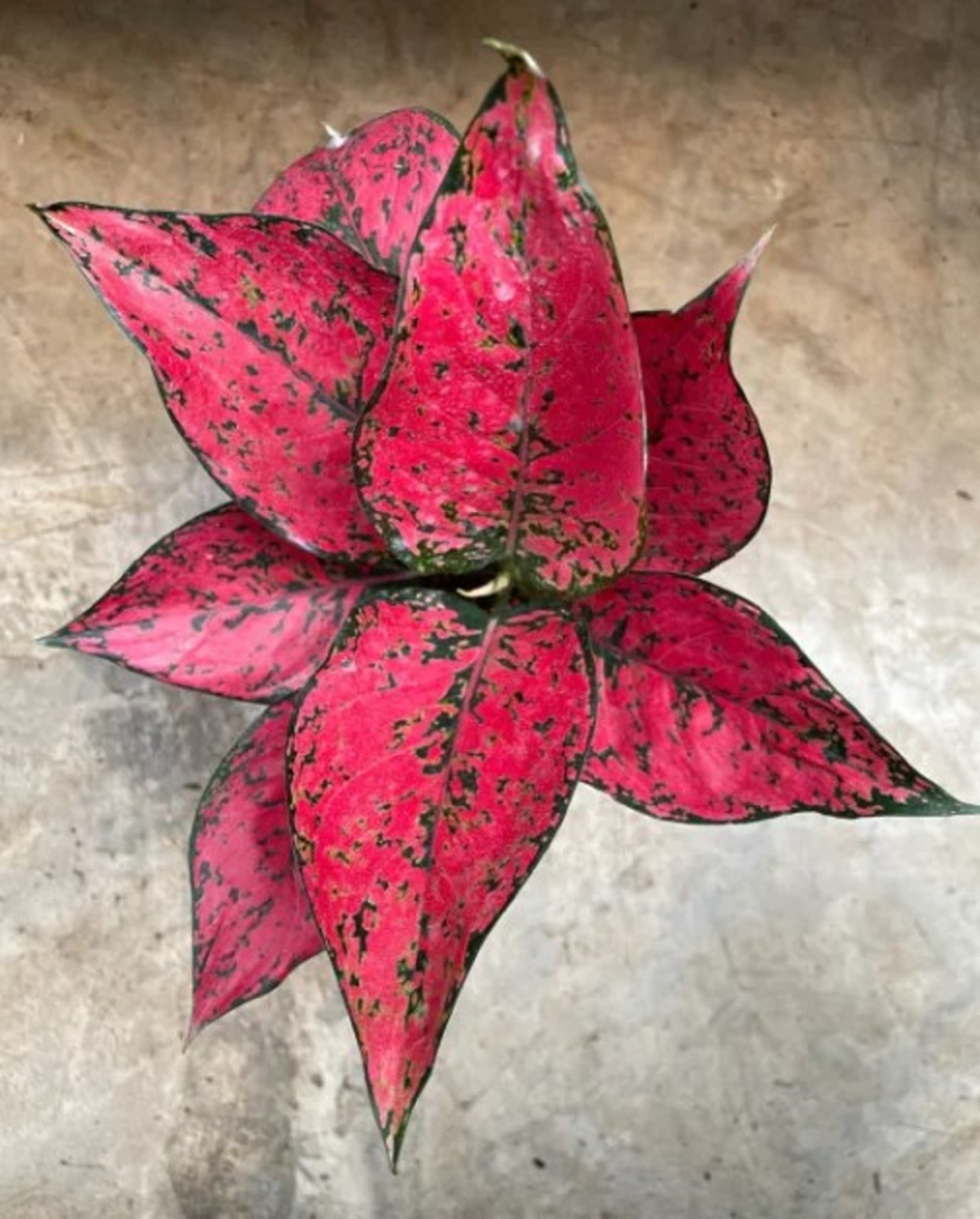 Aglaonema Kom Kom Magenta Rare Pink Chinese Evergreen Tropical Houseplant