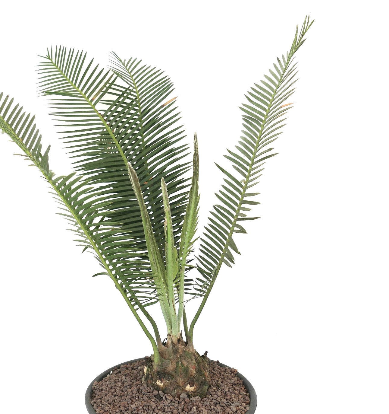 Dioon edule Jacala Form (Hidalgo, MX) 8x7cm Caudex – Chestnut dioon | Virgin’s p