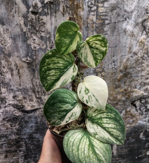 Scindapsus Sparkling Borneo Variegated Rare Aroid Plant Silver