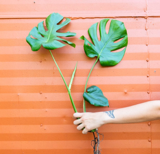 Monstera Deliciosa Cutting Tropical Split Leaf Plant | Indoor & Outdoor Live