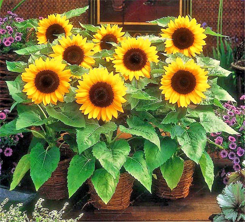 Flower DWARF Sunflower_Giant Single_Helianthus annuus_50 seeds_bag pack
