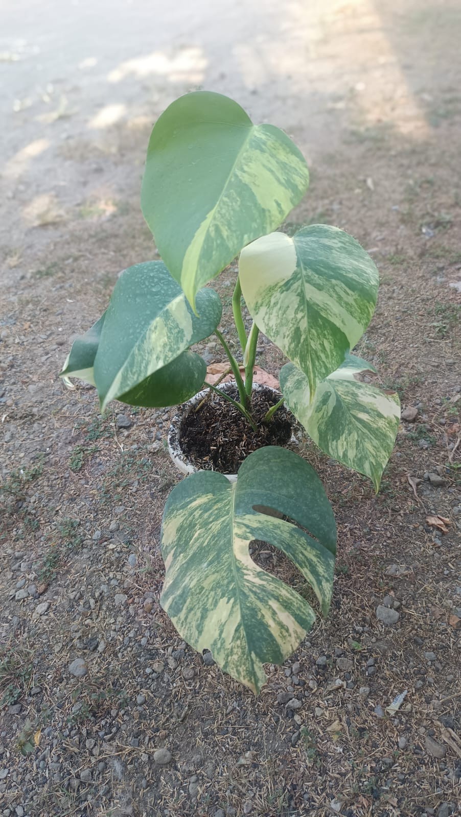 Real Picture Monstera Marmorata Tricolor Variegated 6 Leaves Medium Size