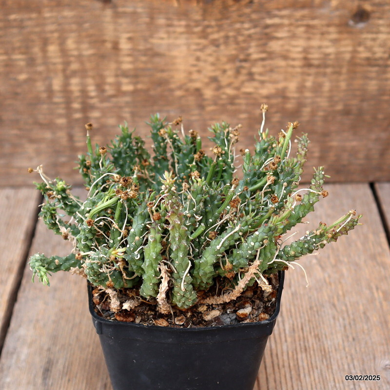 A8771 EUPHORBIA GORGONIS pot8-H9-W15 cm MaMa Cactus